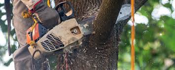 Professional Tree Services in Huntington, VA