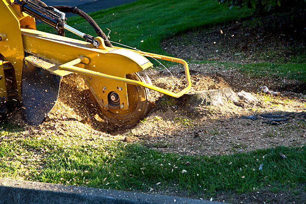 How Our Tree Care Process Works  in  Huntington, VA