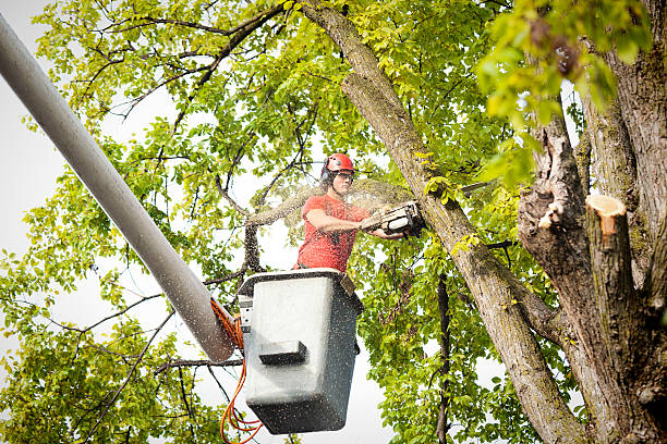 Best Hedge Trimming  in Huntington, VA