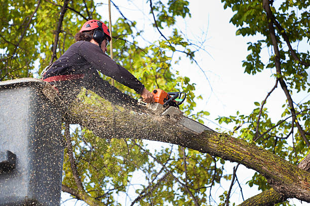  Huntington, VA Tree Services Pros