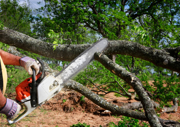 Best Commercial Tree Services  in Huntington, VA